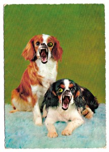 Limmer, Reimar: Morbus/ Toll-Cave Canem, 2015, Digitaldruck auf transparenter Folie, 29cm x 42cm